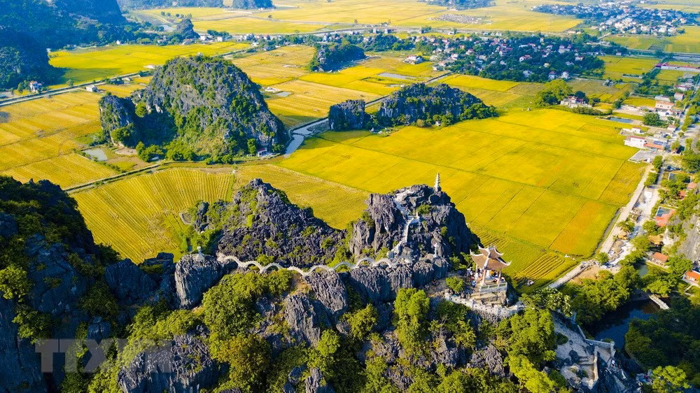 [Foto] Belleza de la temporada de cosecha de arroz en Ninh Binh ảnh 2