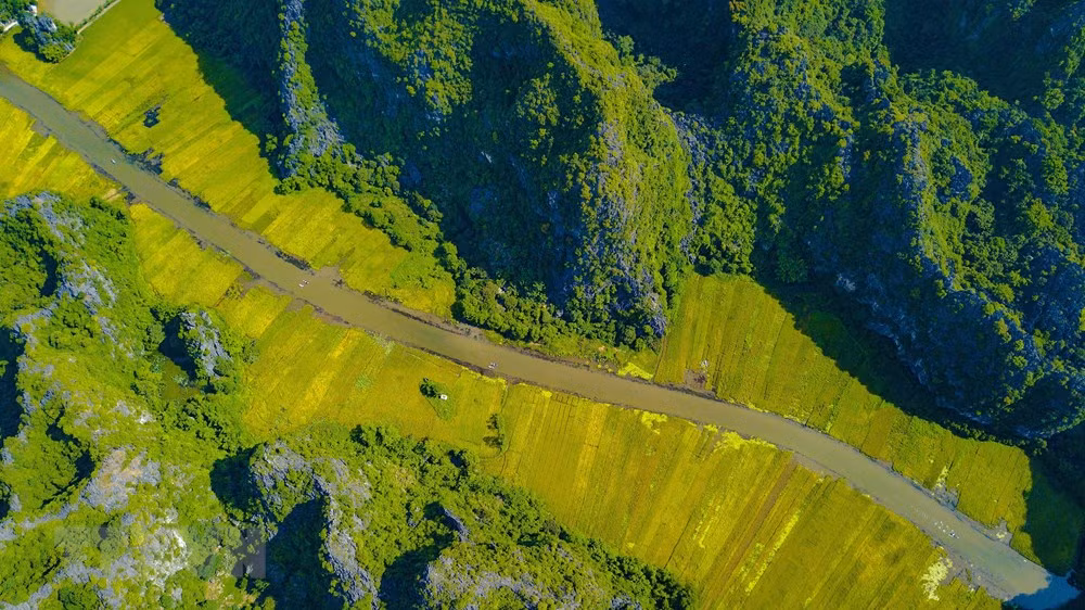 [Foto] Belleza de la temporada de cosecha de arroz en Ninh Binh ảnh 1