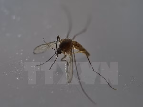 Tailandia, Singapur y Filipinas confirman nuevos casos de Zika ảnh 1