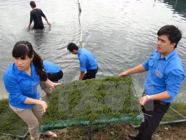 Da Nang y Salavan incrementan cooperación juvenil ảnh 1 Da Nang y Salavan incrementan cooperación juvenil ảnh 1
