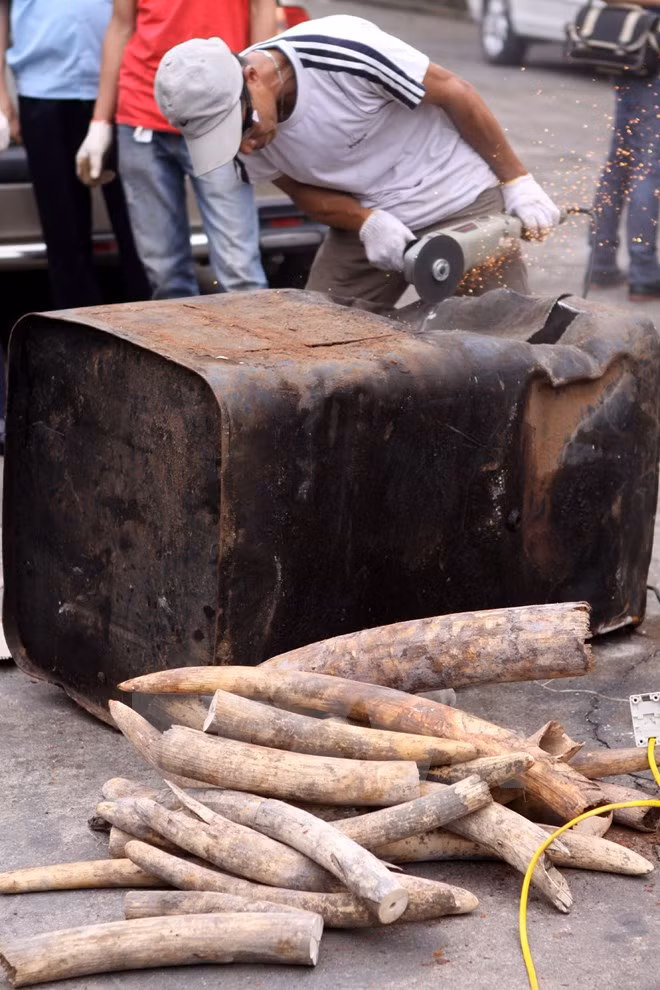 Detectan tráfico ilegal de productos de animales salvajes ảnh 1 Detectan tráfico ilegal de productos de animales salvajes ảnh 1