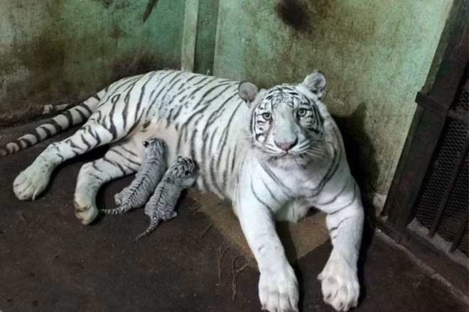 Reproducen con éxito en Vietnam tigre blanco bengalí ảnh 1