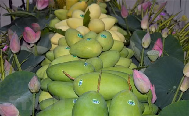 Vietnam, tercer mayor proveedor de mango de Corea del Sur ảnh 1