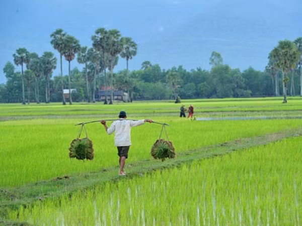 Banco Asiático ayuda a Camboya a garantizar seguridad alimentaria ảnh 1 Banco Asiático ayuda a Camboya a garantizar seguridad alimentaria ảnh 1