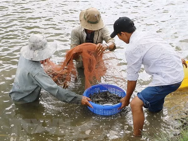 Ben Tre apunta a ganar 1,2 mil millones de dólares de exportaciones de camarones para 2025 ảnh 1