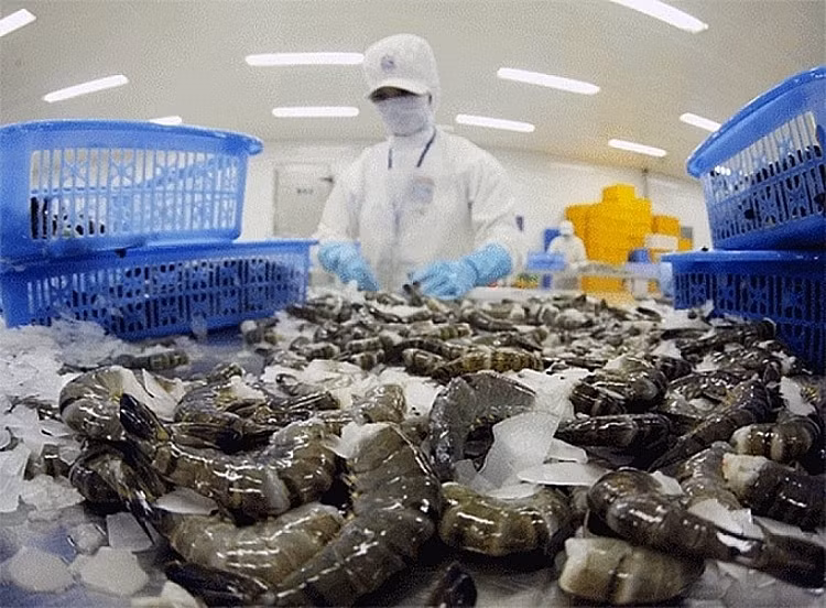 Exportaciones de langostino tigre procesado de Vietnam a Japón aumentan fuertemente ảnh 1