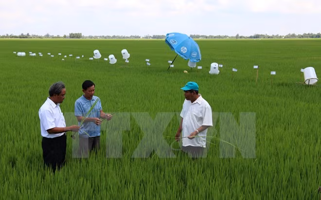 Vietnam comprometido a reducir gases de invernadero en 8% ảnh 1 Vietnam comprometido a reducir gases de invernadero en 8% ảnh 1