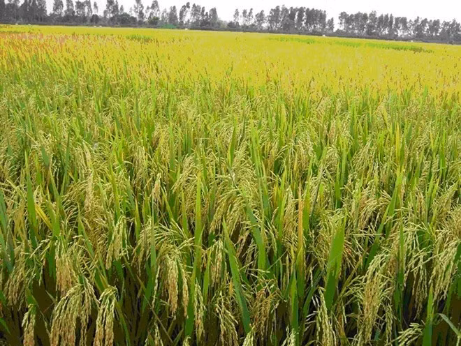 Buscan desarrollar cultivo adaptable al cambio climático en Delta del Mekong ảnh 1
