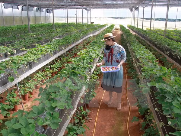 Vietnam impulsa desarrollo de cooperativas agrícolas de alta tecnología ảnh 1
