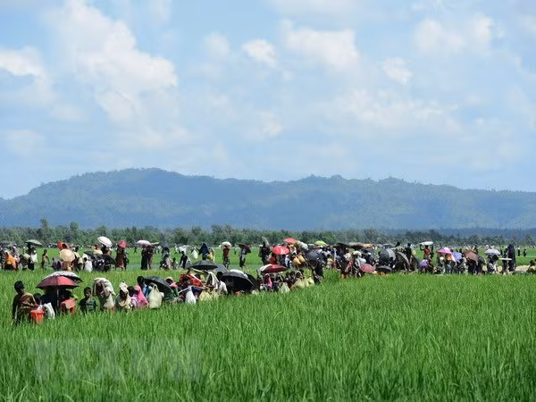 Bangladesh pospone regreso de refugiados rohingya a Myanmar ảnh 1