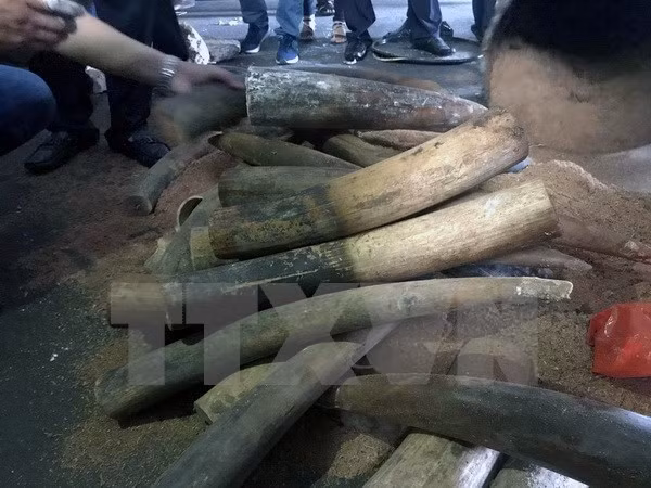 Detectan en Hanoi caso de transporte ilegal de marfil ảnh 1
