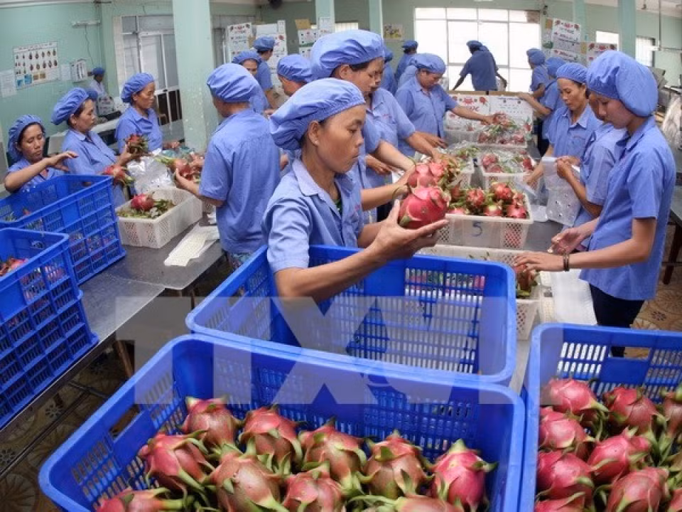 TLC impulsa exportaciones de productos agrícolas de Vietnam a Sudcorea ảnh 1 TLC impulsa exportaciones de productos agrícolas de Vietnam a Sudcorea ảnh 1