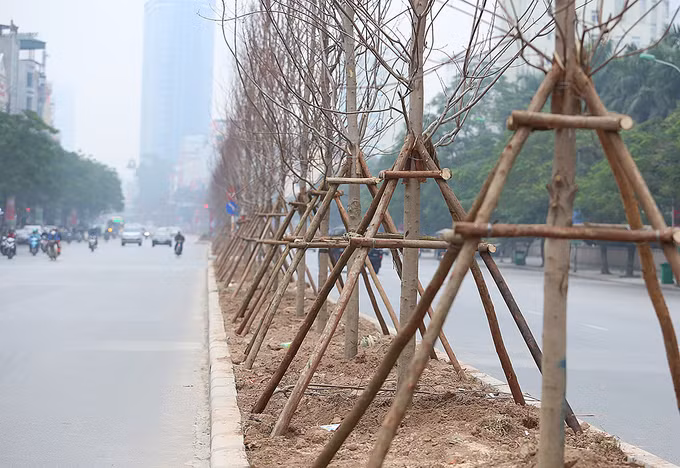 Hanoi planta árboles de arce ảnh 1 Hanoi planta árboles de arce ảnh 1
