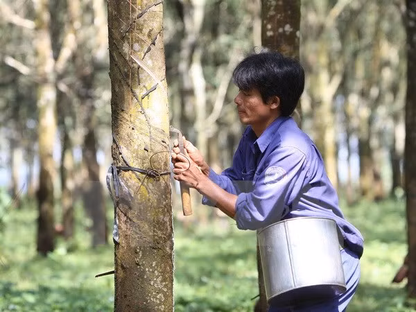 Tailandia reduce volumen de exportación de caucho natural ảnh 1