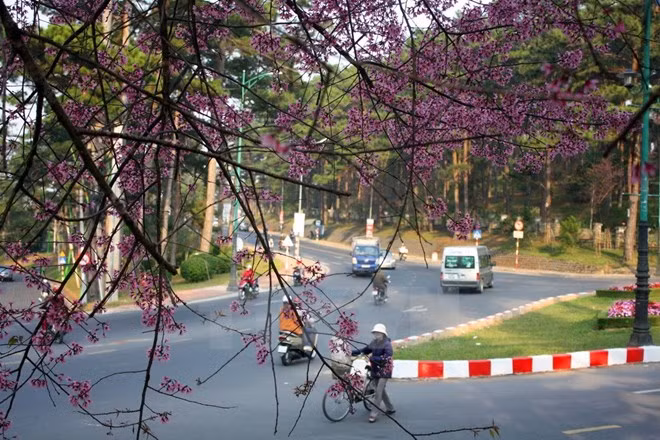 Festival de flor de cerezo embellecerá ciudad altiplánica vietnamita ảnh 1