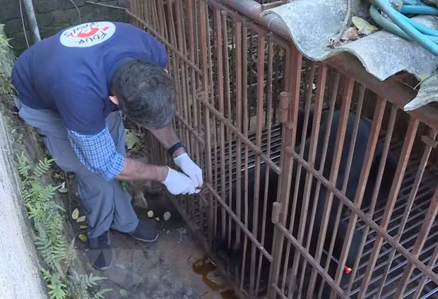 Rescatan en Vietnam a un oso negro asiático cautivo durante casi 30 años ảnh 1