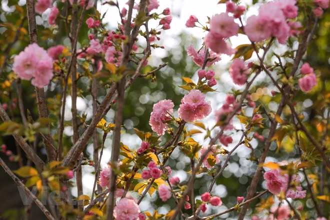 Celebrarán Festival de Flores Sa Dec 2020 ảnh 1