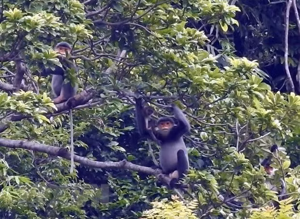 Lanzan programa juvenil sobre protección de primates en Vietnam ảnh 1 Lanzan programa juvenil sobre protección de primates en Vietnam ảnh 1