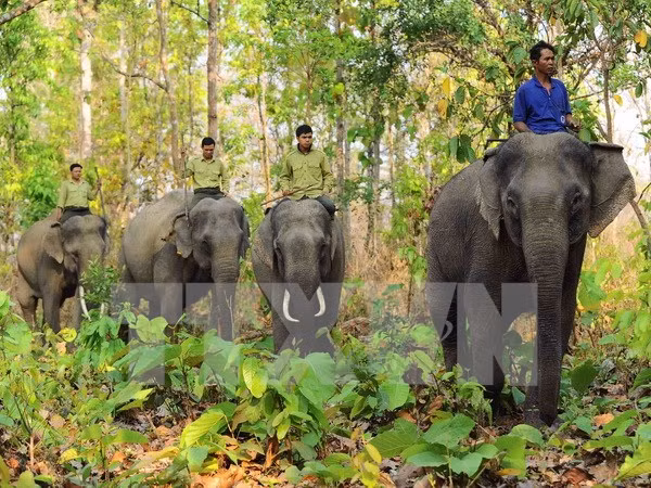 Vietnam lanza Semana de protección de elefantes ảnh 1 Vietnam lanza Semana de protección de elefantes ảnh 1