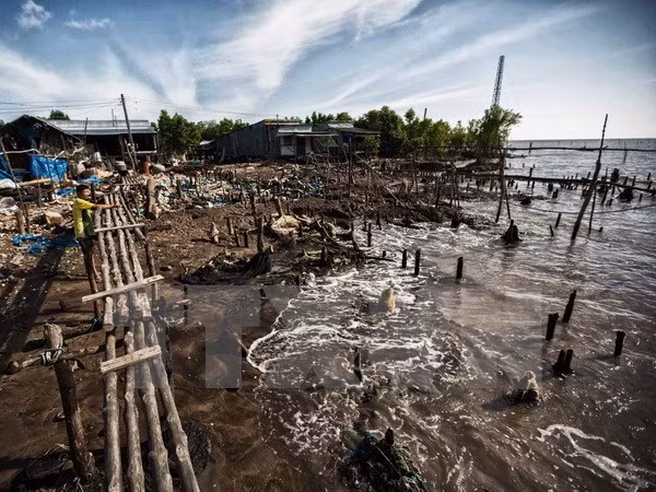 Provincia vietnamita pierde anualmente 450 hectáreas de tierra costera por erosión ảnh 1