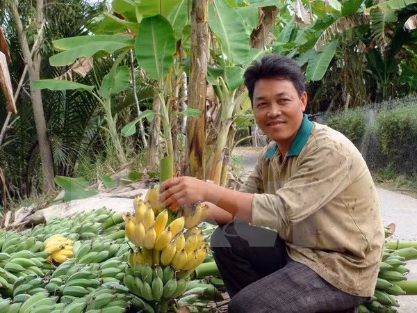 Can Tho busca exportar plátanos a Sudcorea ảnh 1