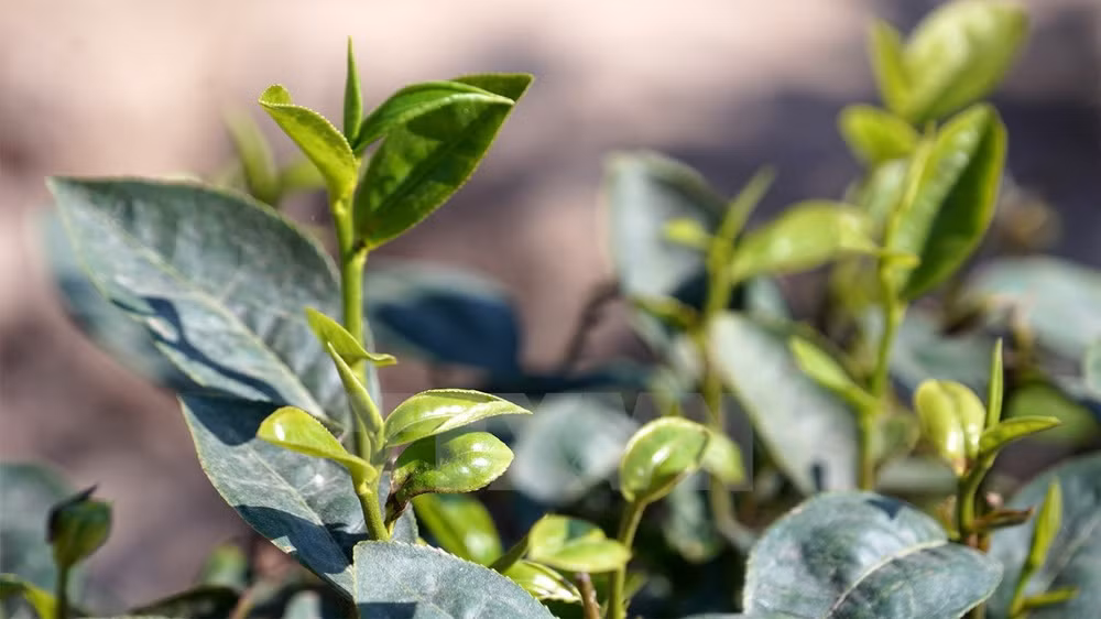 Té orgánico de Vietnam espera conquistar mercados mundiales ảnh 1