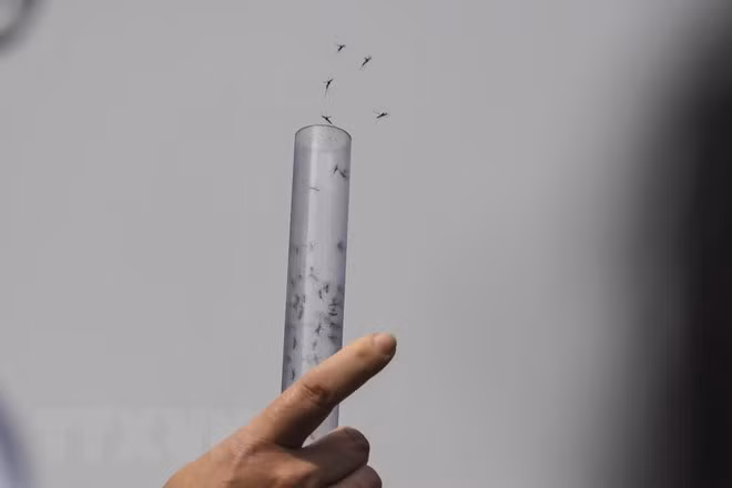 Vietnam libera más mosquitos contra dengue ảnh 1