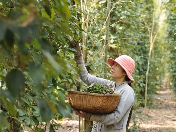 Distrito isleño de Phu Quoc apunta a mil 200 toneladas de pimienta en 2018 ảnh 1 Distrito isleño de Phu Quoc apunta a mil 200 toneladas de pimienta en 2018 ảnh 1