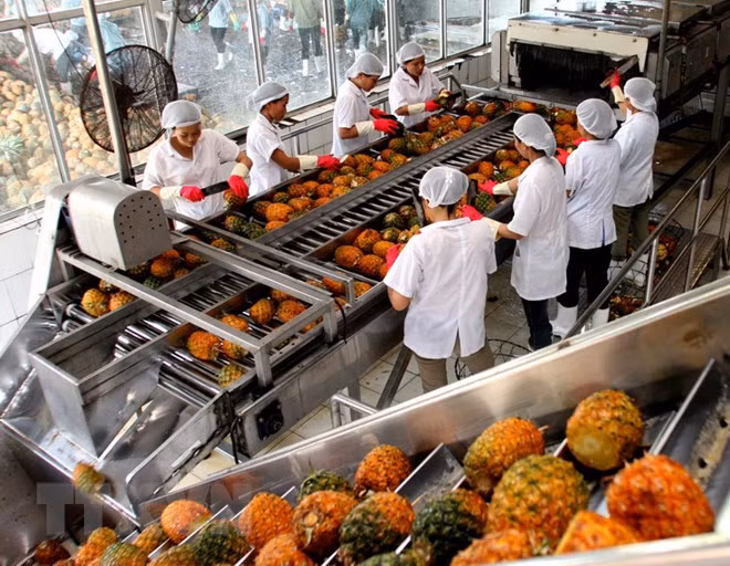 En tendencia alcista exportaciones vietnamitas de verduras y frutas ảnh 1 En tendencia alcista exportaciones vietnamitas de verduras y frutas ảnh 1