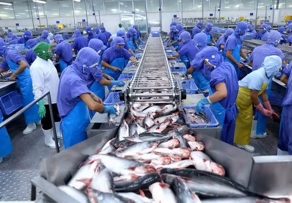 Vietnam reclama ante la OMC por restricciones de EE.UU. a sus pangasius ảnh 1 Vietnam reclama ante la OMC por restricciones de EE.UU. a sus pangasius ảnh 1