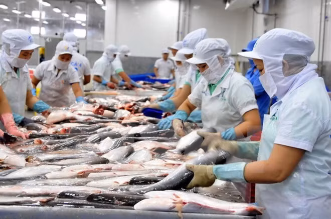 Enfoque metódico para exportar productos acuáticos a Estados Unidos ảnh 1