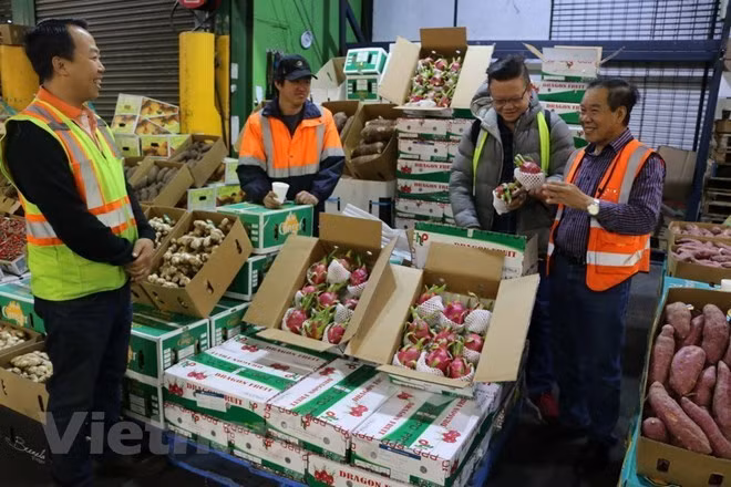  Vietnam y Australia forjan cooperación en economía, comercio e inversión ảnh 1