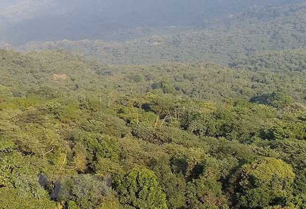 Provincia de Ninh Thuan fortalece protección y repoblación forestal ảnh 1