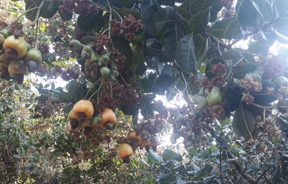 Aumentan exportaciones agrícolas de Vietnam hasta noviembre ảnh 1