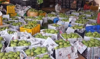Camboya exporta primer lote de mango fresco a China ảnh 1