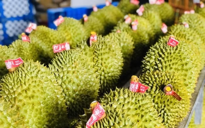 Durián vietnamita por aumentar valor de exportaciones en 2024 ảnh 1