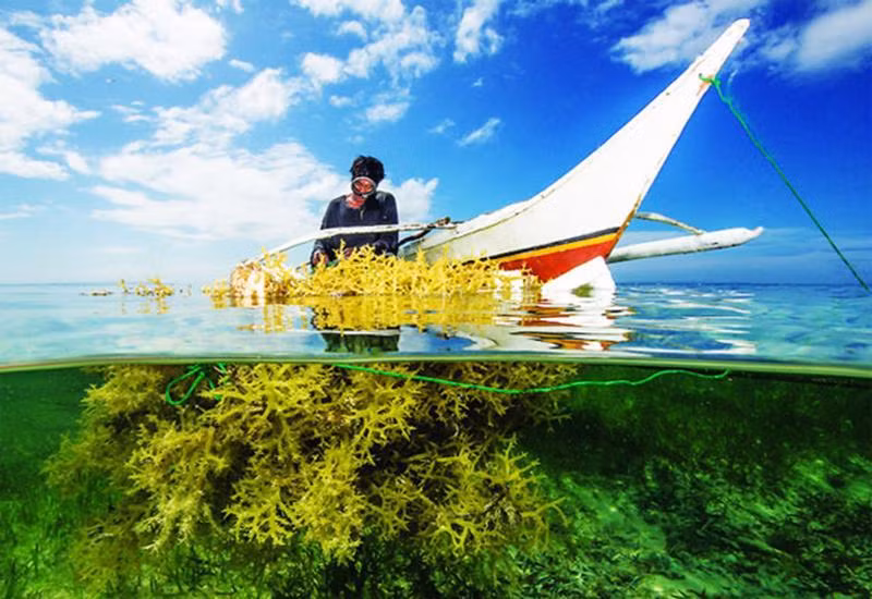 Vietnam apunta a cosechar 500 mil toneladas de algas para 2030 ảnh 1