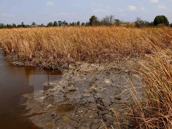 Vietnam sufre una pérdida de 291 millones de dólares por sequía ảnh 1 Vietnam sufre una pérdida de 291 millones de dólares por sequía ảnh 1