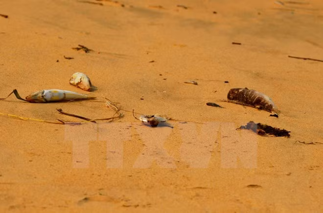 Exigen aclarar causa de muerte masiva de peces en litoral central de Vietnam ảnh 1