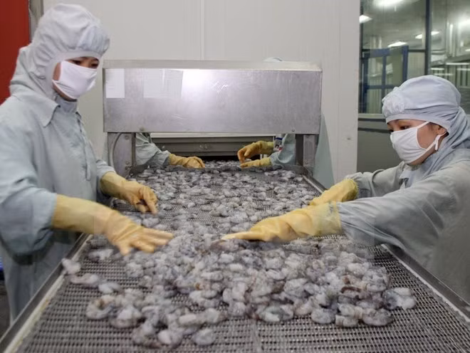 Récord de aumento de exportación de camarones a China ảnh 1