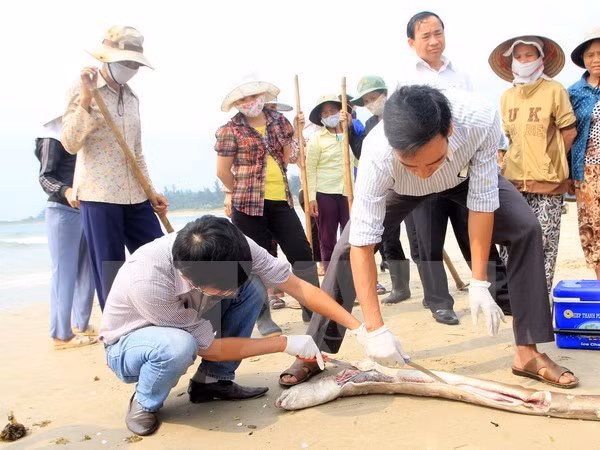 Muerte masiva de peces en costa central: Premier exige asistencia a pescadores ảnh 1