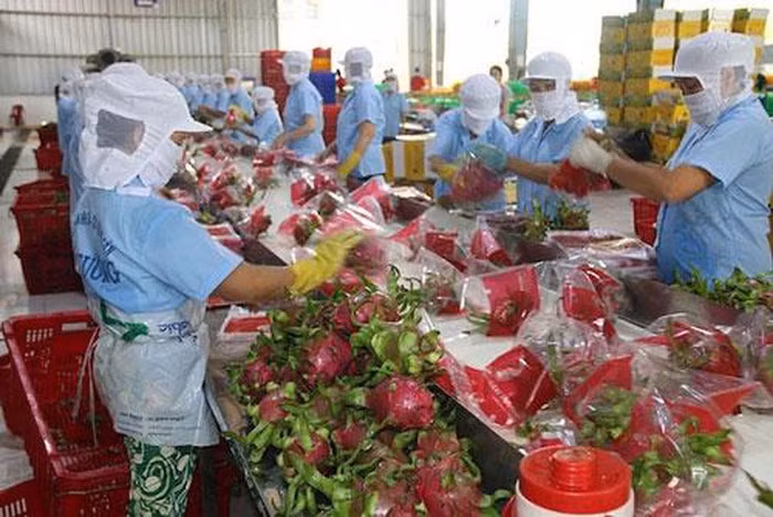 Vietnam por recuperar exportaciones a China ảnh 1 Vietnam por recuperar exportaciones a China ảnh 1