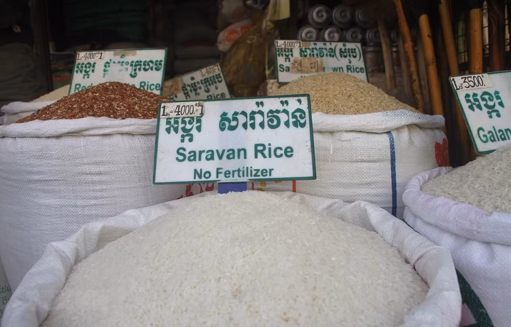 Camboya mantiene estable suministro y precio del arroz a pesar del COVID-19 ảnh 1