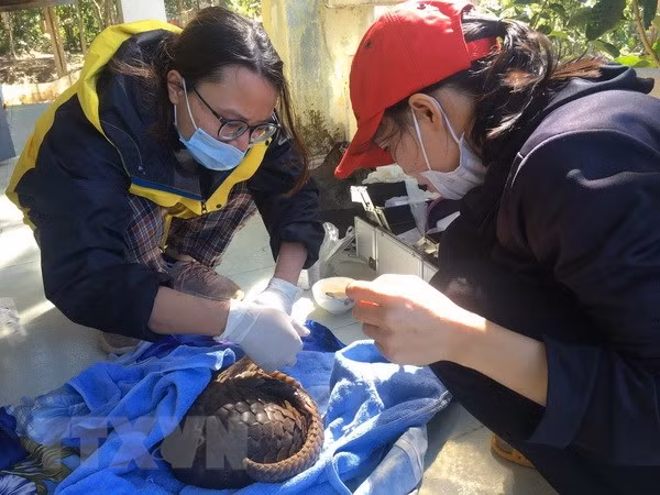 Rescatan animales en peligro de extinción en el Parque Nacional Cuc Phuong de Vietnam ảnh 1 Rescatan animales en peligro de extinción en el Parque Nacional Cuc Phuong de Vietnam ảnh 1