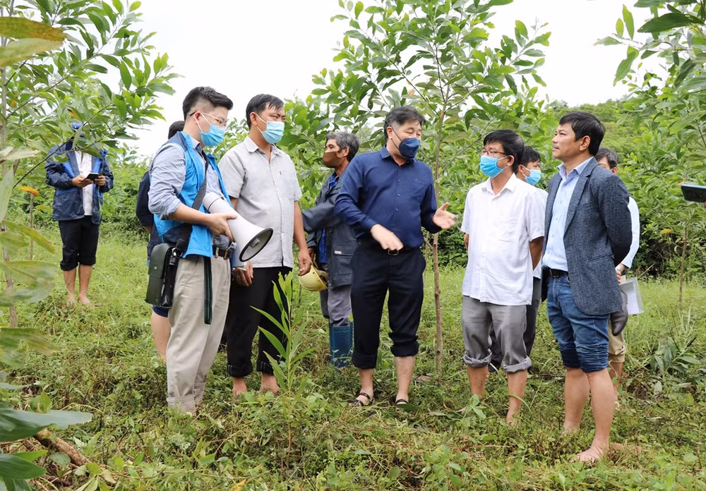 Vietnam planea plantar un 20 por ciento más de árboles en 2022 ảnh 1