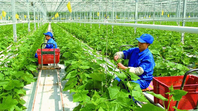 Vietnam por garantizar desarrollo verde y sostenible de agricultura ảnh 1 Vietnam por garantizar desarrollo verde y sostenible de agricultura ảnh 1