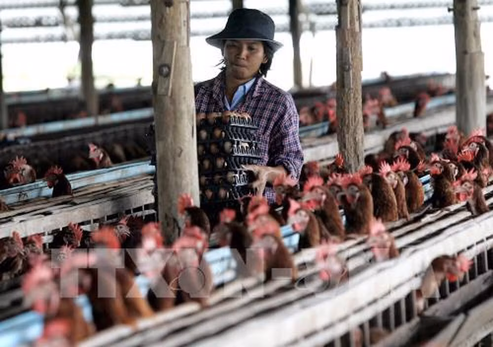 Exportaciones tailandesas de pollo por debajo de objetivo debido a COVID-19 ảnh 1