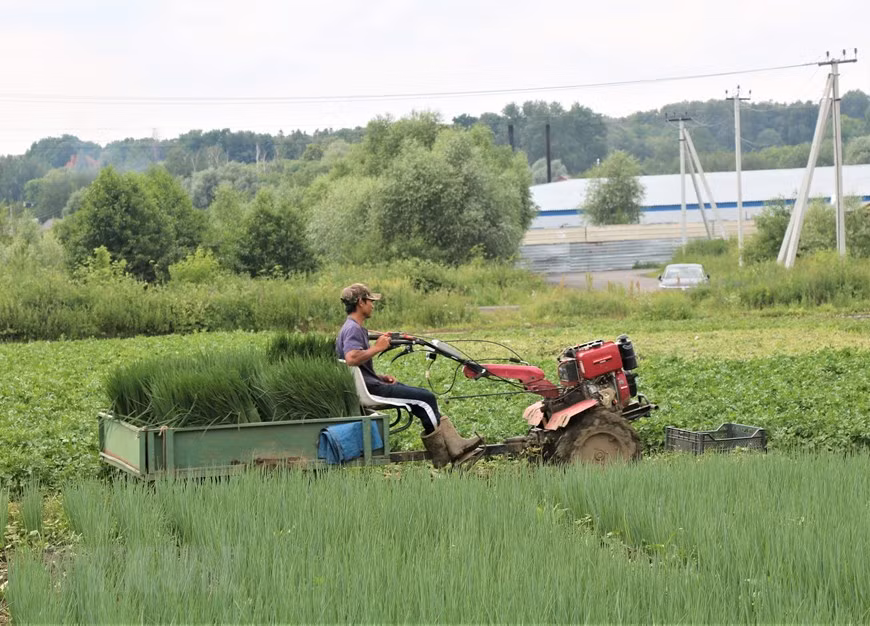 Malasia dedica 14,6 millones de dólares para ayudar a agricultores afectados por COVID-19 ảnh 1 Malasia dedica 14,6 millones de dólares para ayudar a agricultores afectados por COVID-19 ảnh 1