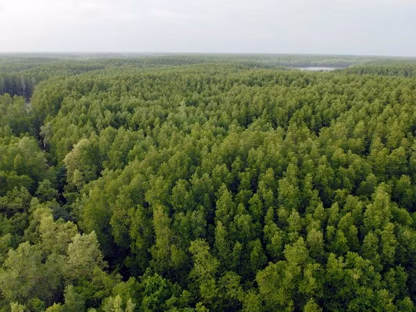 Invierten dos mil millones de dólares en desarrollo forestal en Vietnam ảnh 1