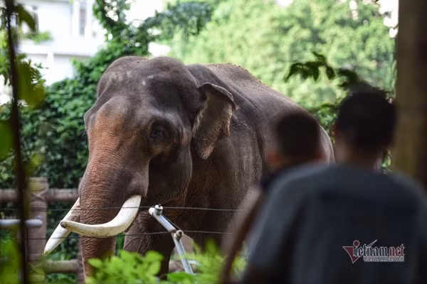 Zoológico de Saigón recibe toneladas de donaciones de alimentos para sus mil 500 animales ảnh 1